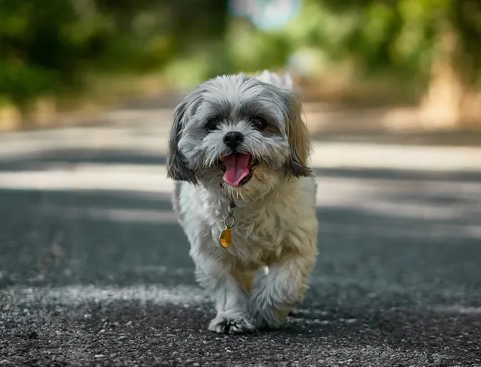 dog walking on street